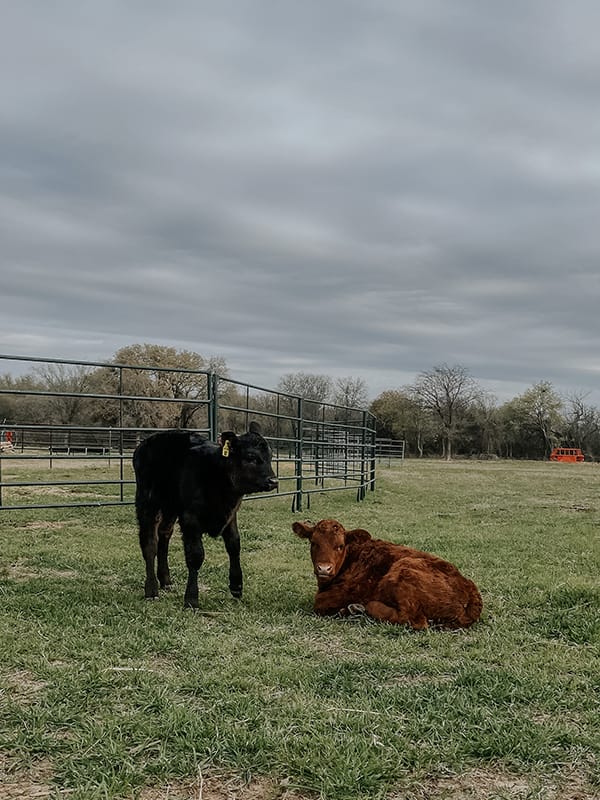 JB–W Ranch Calves