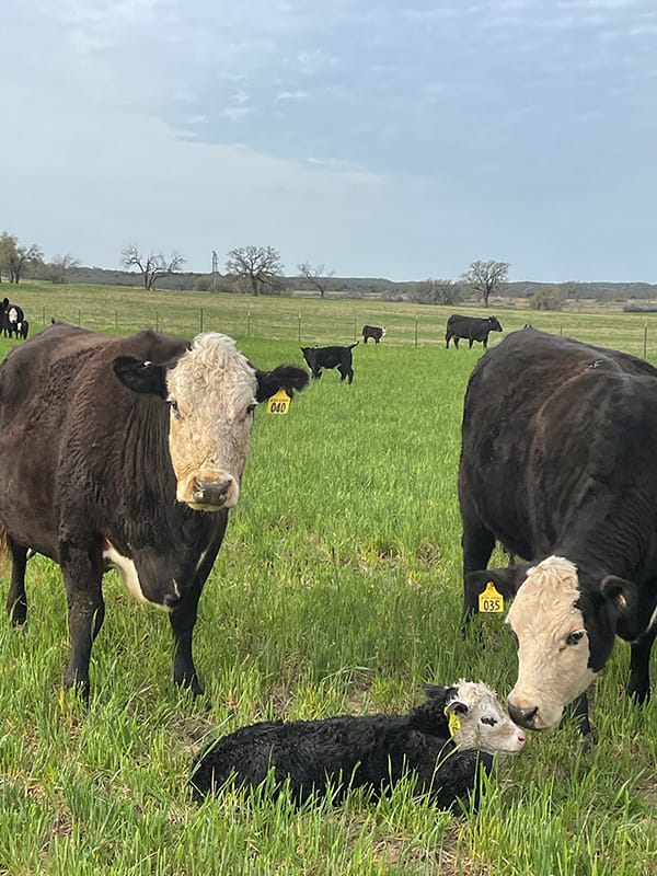 JB–W Ranch Cows in Pasture
