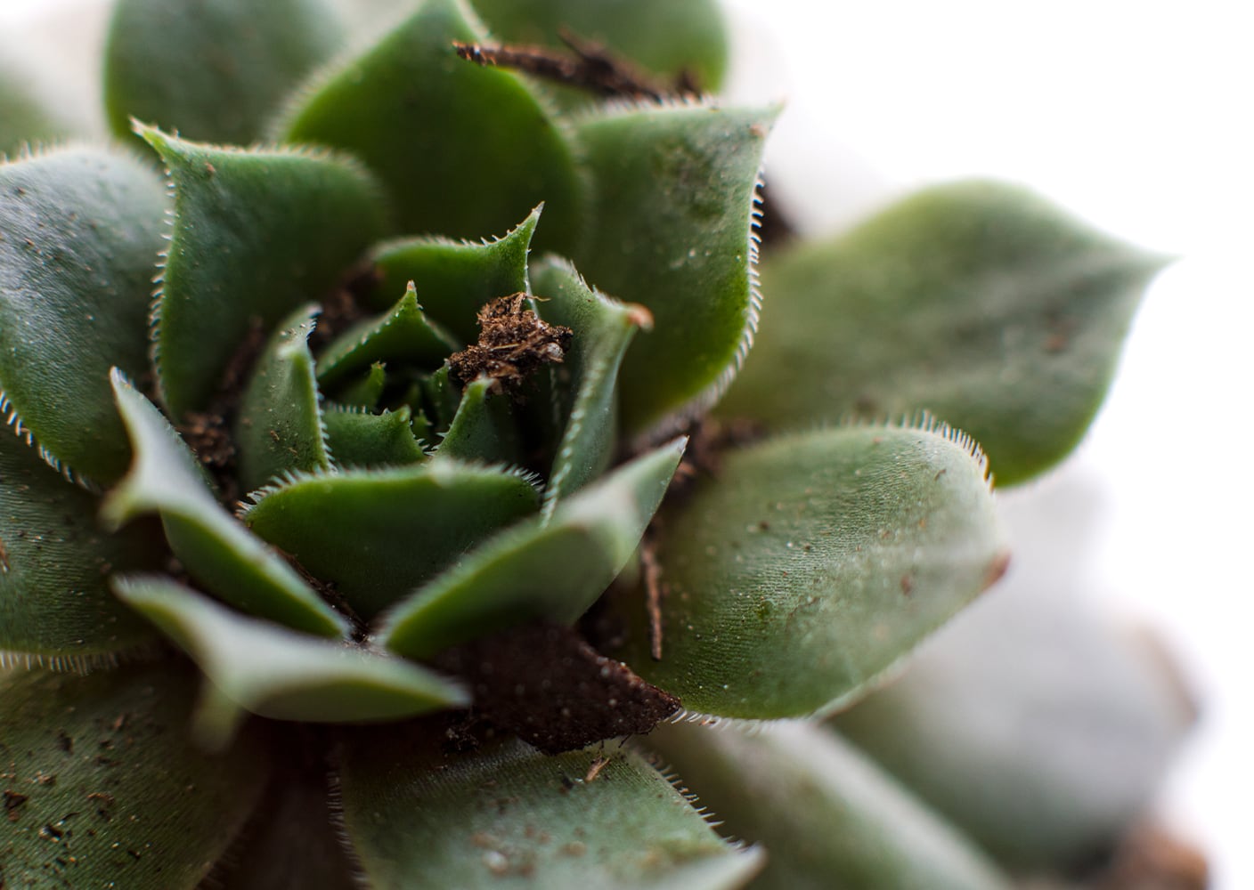 Close Up image of a succulent from Altman Plants