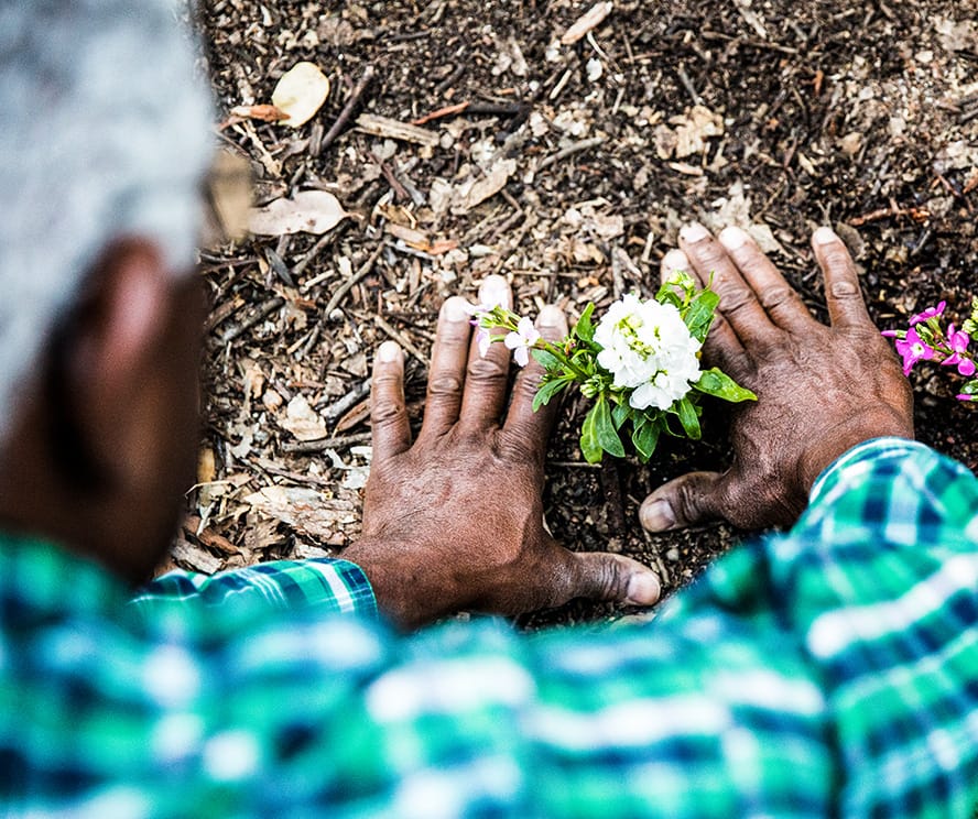 Man planting a flower in a mulched flower bed.