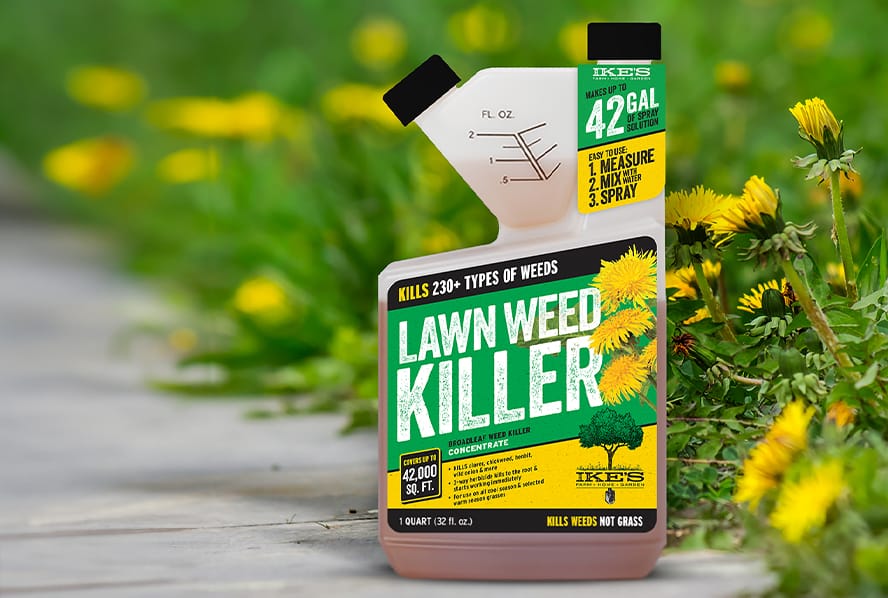 Quart of Lawn weed killer on a sidewalk with dandelions growing along the side.