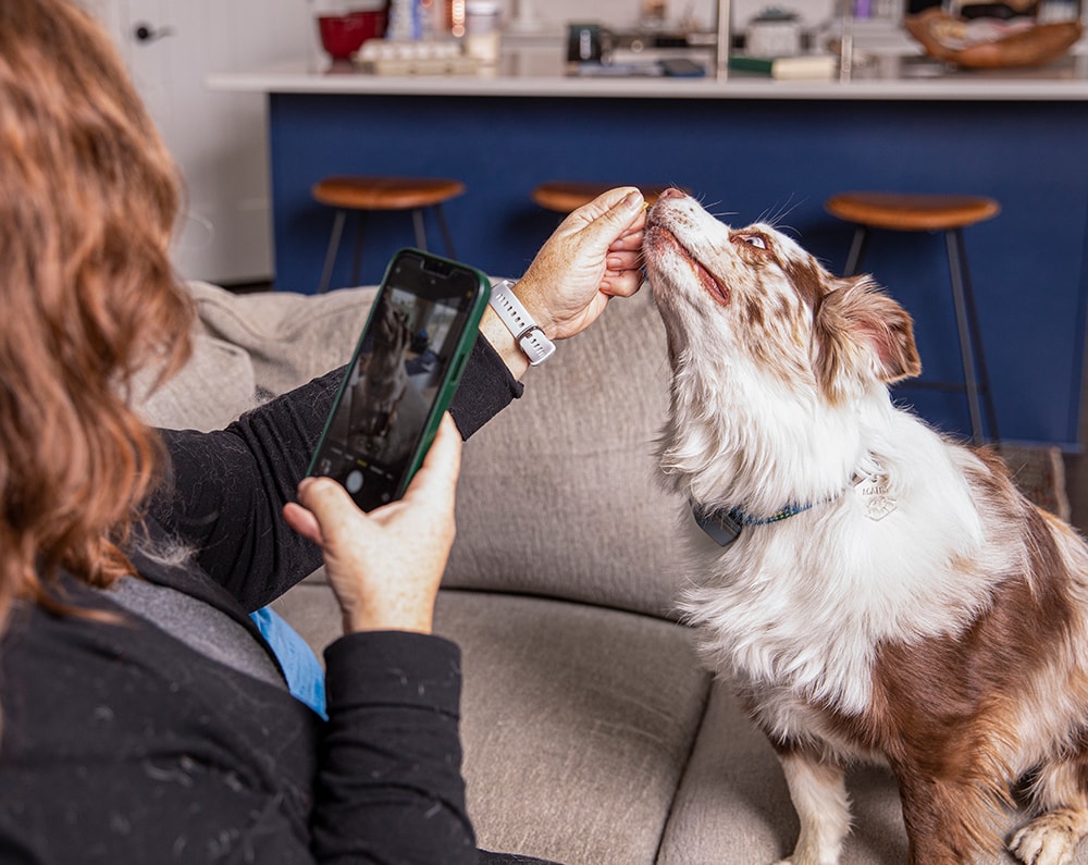 Woman using a treat to lure her dog for a photo.