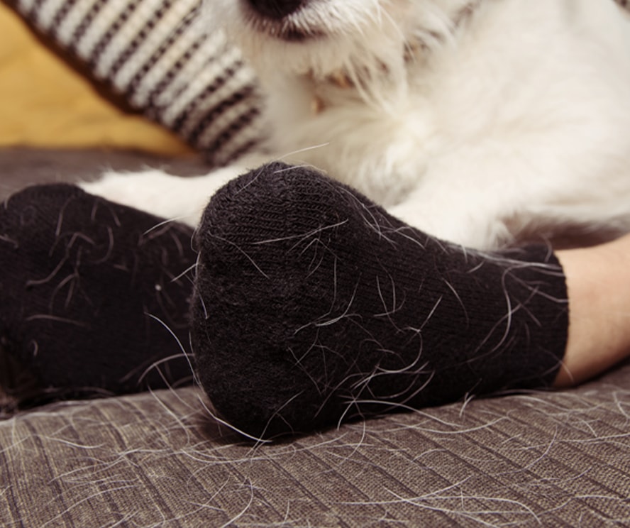 Black socks with dog hair on them