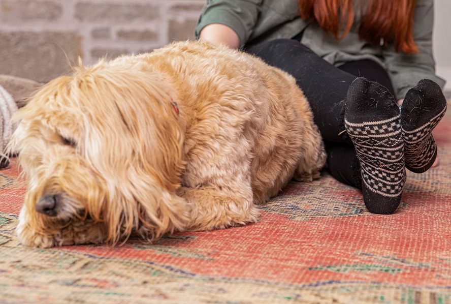 Golden Doodle laying on a rug.