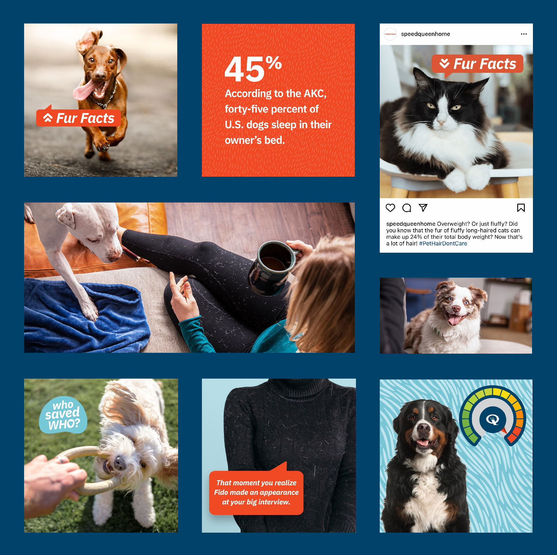Collage of pet photos and the quote, "According to the AKC, forty-five percent of US dogs sleep in their owner's beds."